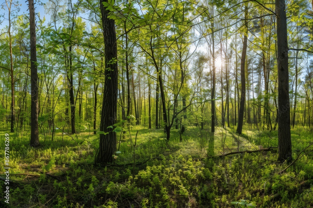Fototapeta premium Sunlit Forest Landscape