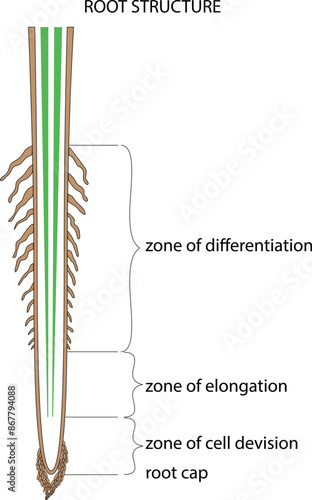 The structure of the young root on a white background. Root structure in the picture: root cover, division zone, growth zone and absorption zone