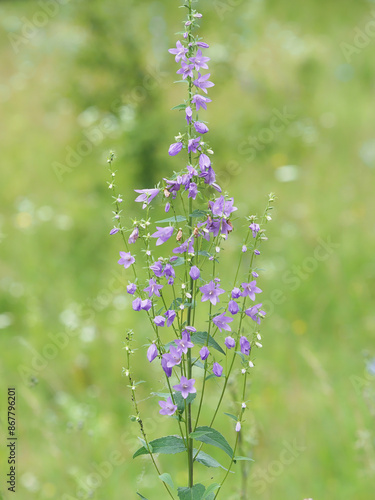 Creeping bellflower plant with purple flowers, Campanula rapunculoides