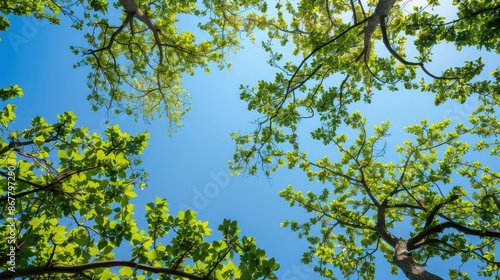 The branches of trees with varying leaf coverage are framing the clear blue sky © AkuAku