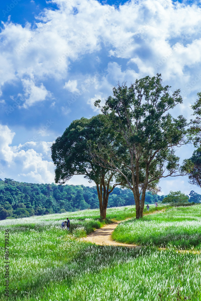 Obraz premium Aerial view of beautiful rural landscape with green and white glass flower fields and trees under a sunny blue sky, National park, Thailand.