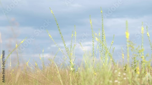 Common agrimony yellow flowers close up. Medicinal plant. Yellow flower of agrimony. Agrimonia eupatoria. Flowers on the summer meadow photo