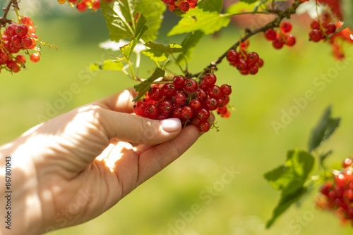 Picking red currants in the garden. Juicy red currant berries on a branch photo