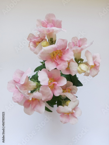 soft pink snapdragon flowers