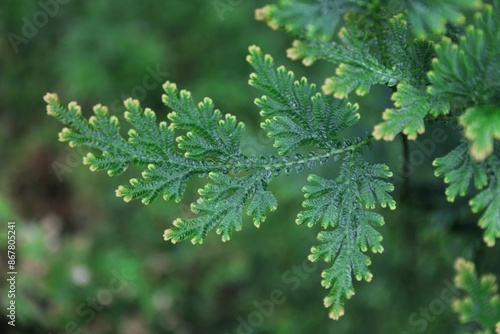 Close up of a small and delicate fern stem