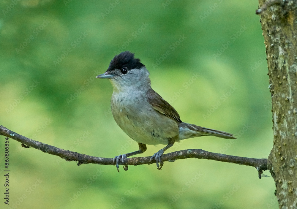 Fototapeta premium A black-headed warbler sits on a tree branch.