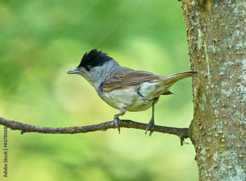 Fototapeta premium A black-headed warbler sits on a tree branch.