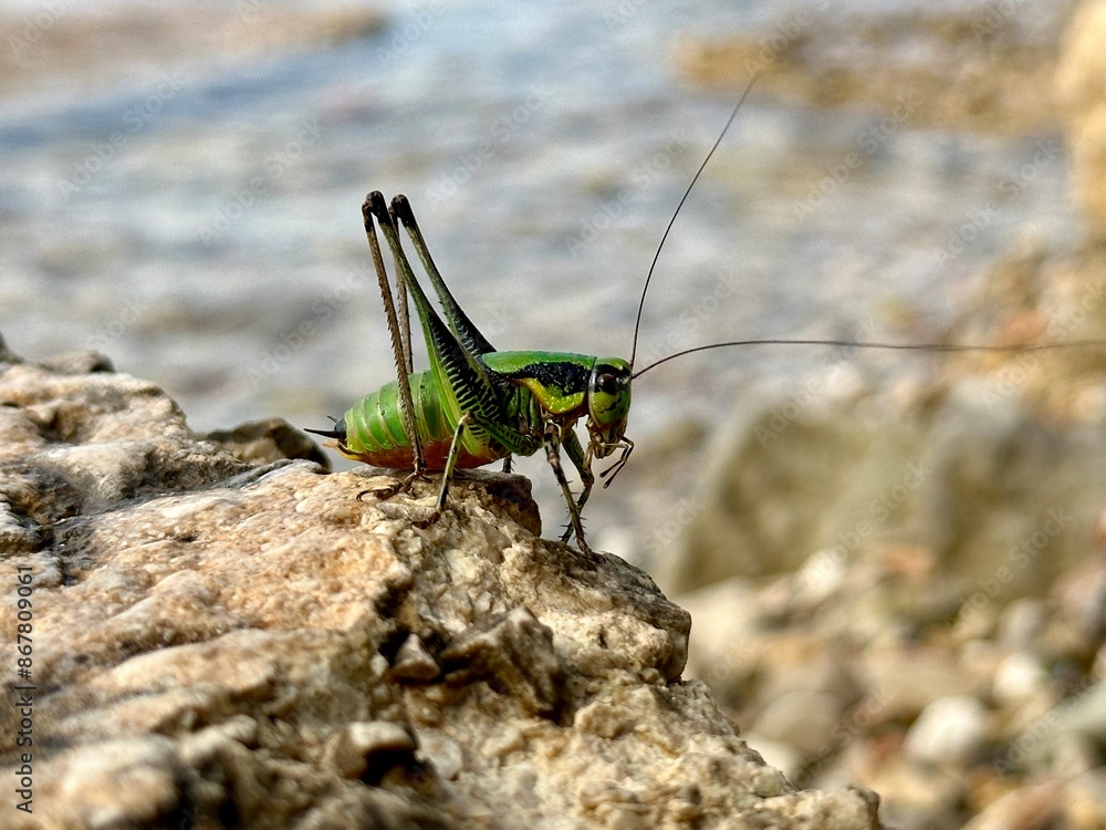Locusts against the background of the sea. A large grasshopper sits on a stone close-up. Large Insect with large paws and mustache. Locusts against the background of the sea. A large grasshopper sits on a stone close-up. Large Insect with large paws and mustache.
