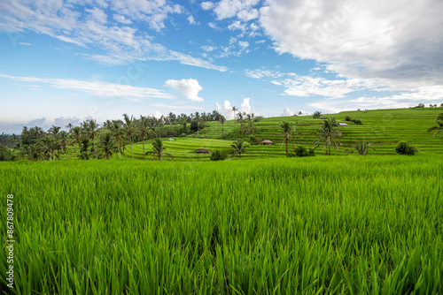 Rice terrace and field on a rainy day in Bali, Indonesia. 