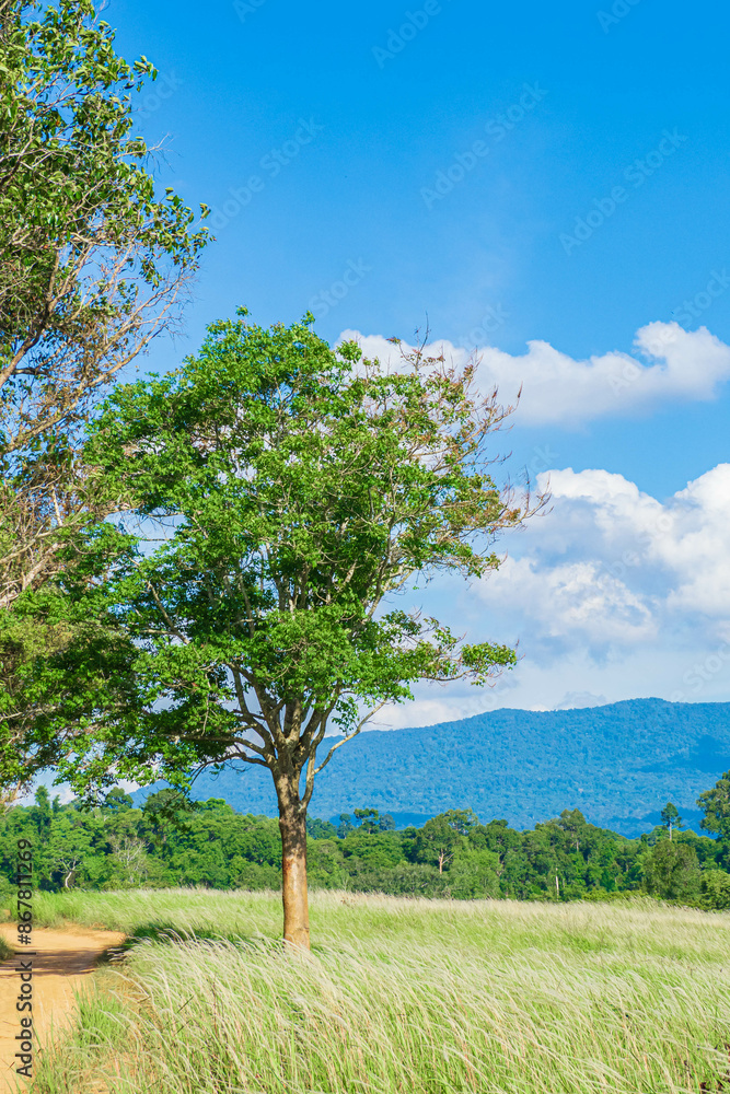 Aerial view of beautiful rural landscape with green and white glass flower fields and trees under a sunny blue sky, National park, Thailand. Aerial view of beautiful rural landscape with green and white glass flower fields and trees under a sunny blue sky, National park, Thailand.