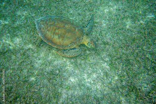 Sea turtle eating on the ocean blue water with sun light penetrate through the surface of the water