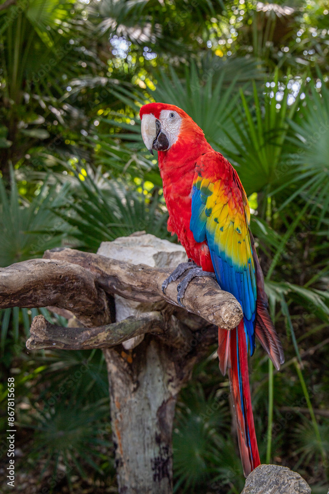 Scarlet Macaw or Flag Macaw (Ara macao) at Eco-Park in Quintana Roo, Mexico Scarlet Macaw or Flag Macaw (Ara macao) at Eco-Park in Quintana Roo, Mexico