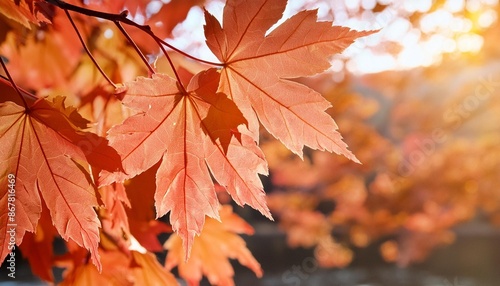 leaves in autumn