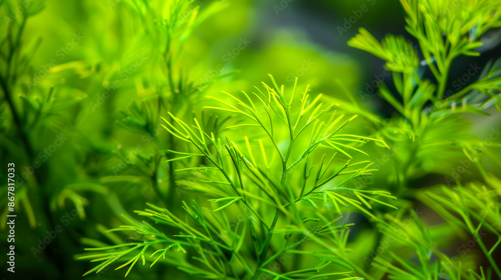 Plant with portrait green leaves. It grows well in shade and moisture. Popularly grown at home. Close-up, macro shot of a green plant Plant with portrait green leaves. It grows well in shade and moisture. Popularly grown at home. Close-up, macro shot of a green plant
