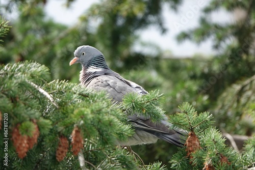 A common wood pigeon perched on an evergreen tree branch, surrounded by greenery in a serene and picturesque setting