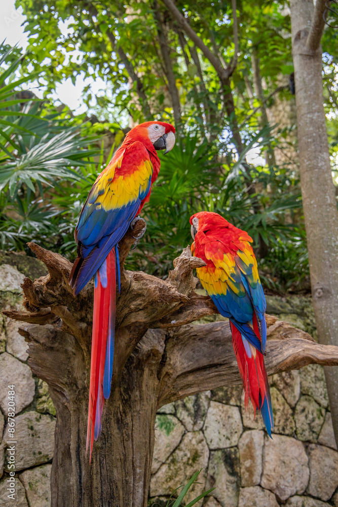 Fototapeta premium Scarlet Macaw or Flag Macaw (Ara macao) at Eco-Park in Quintana Roo, Mexico