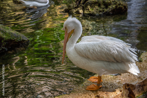 Pelican in a pond at Eco-Park in Quintana Roo, Mexico