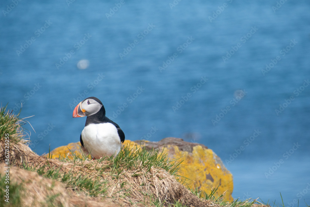 Atlantic Puffins while nesting in Eastern part of Iceland Atlantic Puffins while nesting in Eastern part of Iceland