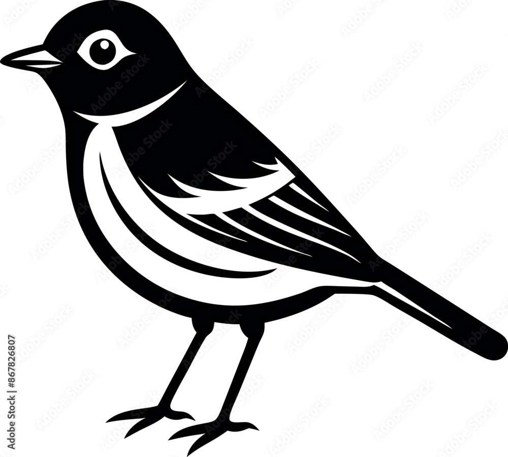 Fototapeta premium A black and white bird with a white head