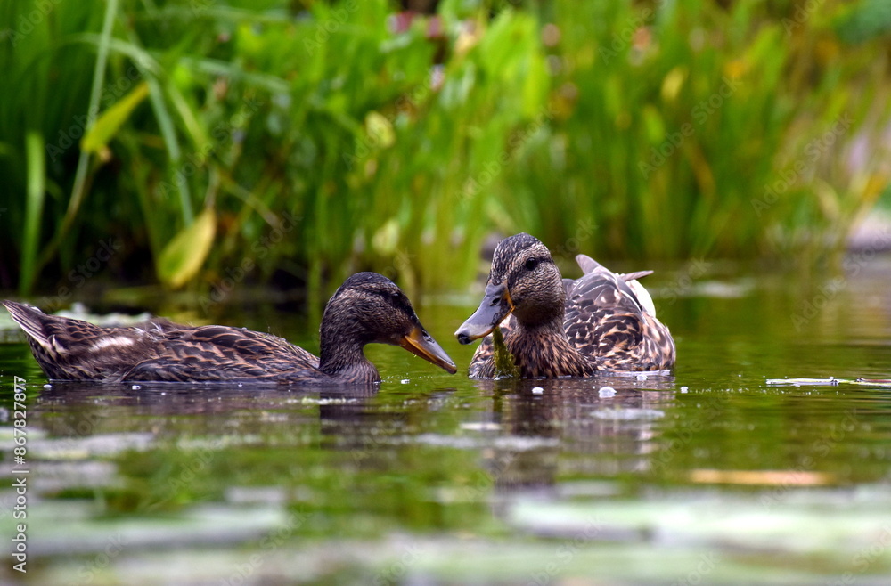 Junge Ente im Botanischen Garten in Freiburg
