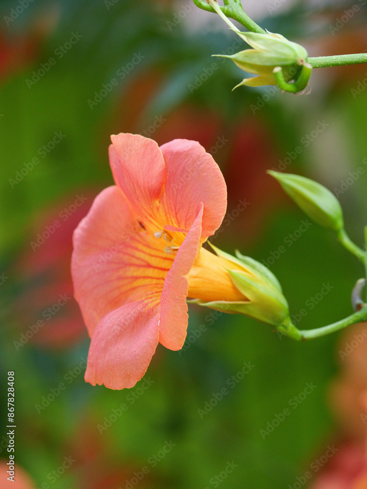 Fototapeta premium 夏から秋にかけて赤色の大きな美しい花が咲くノウゼンカズラ