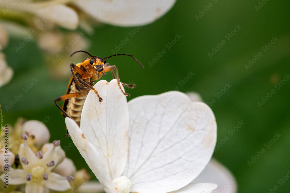 beetle on a flower beetle on a flower