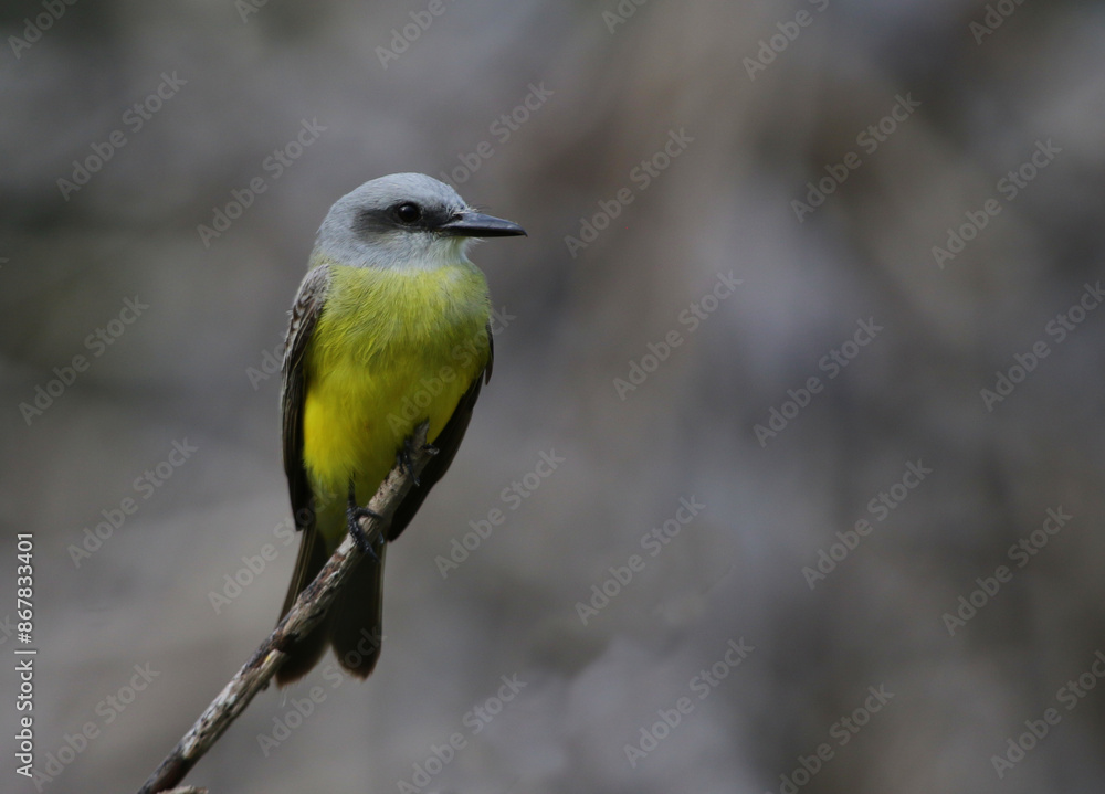 Obraz premium A Tropical Kingbird (Tyrannus melancholicus) sitting on a perch in Yucatan, Mexico.