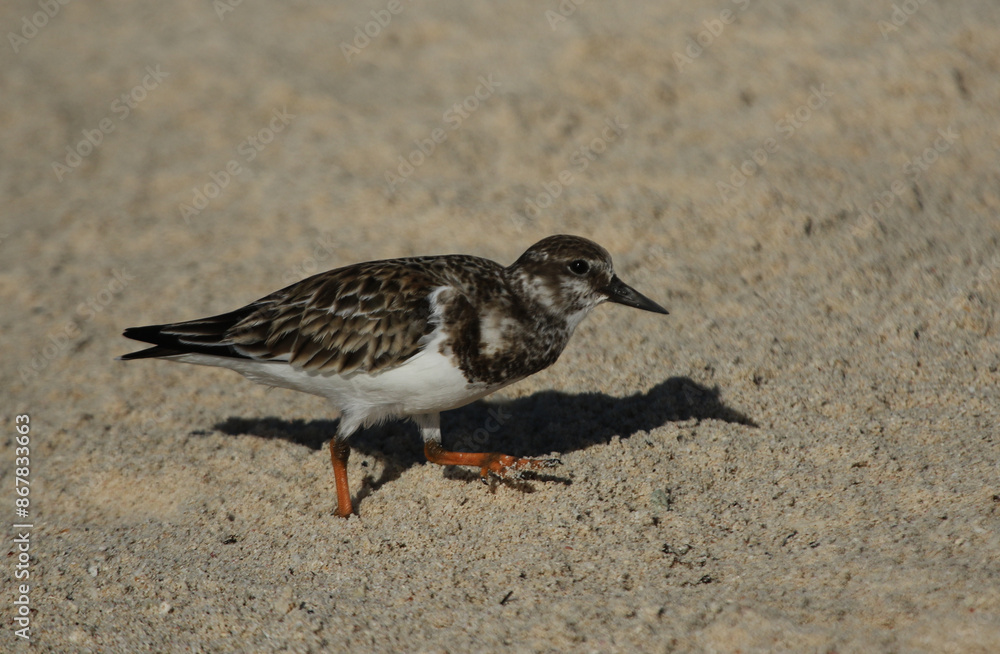 A Ruddy Turnstone (Arenaria interpres) on the beach, shot in Yucatan, Mexico.