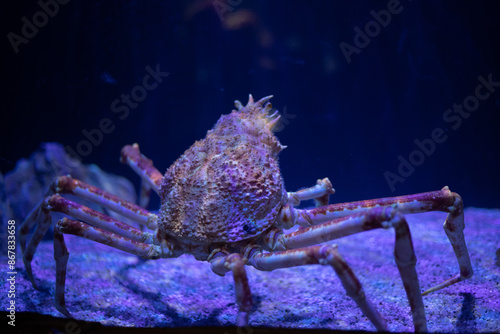 The Japanese spider crab at an aquarium (Macrocheira kaempferi), species of marine crab in Japan photo