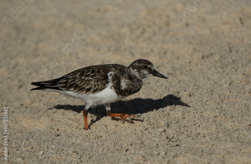 Obraz na płótnie A Ruddy Turnstone (Arenaria interpres) on the beach, shot in Yucatan, Mexico. w salonie