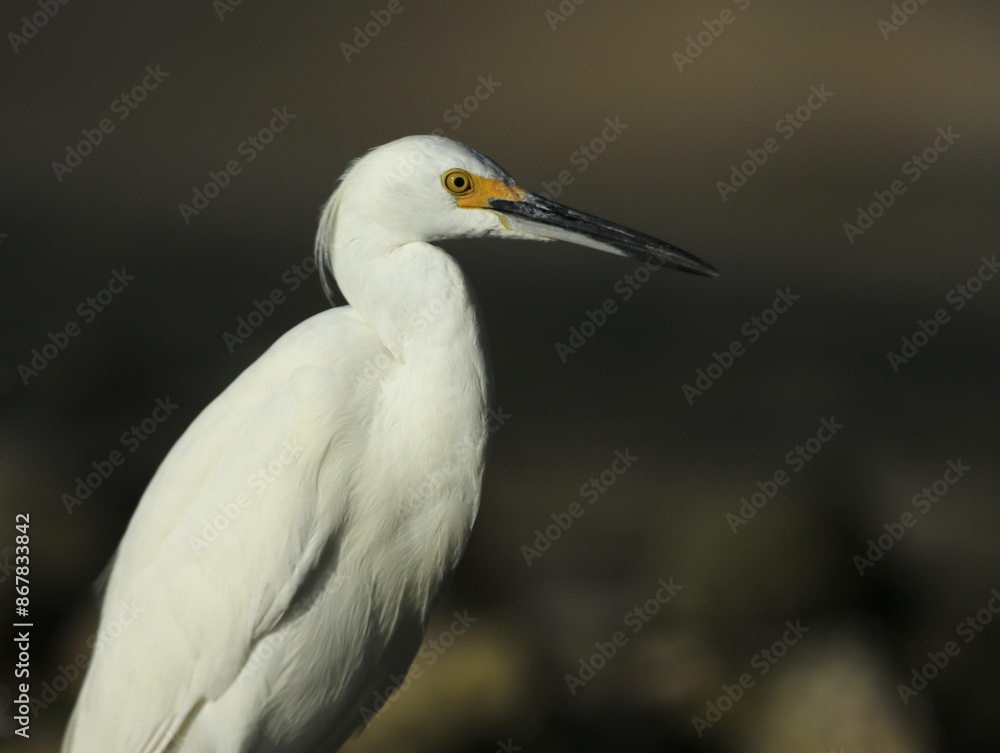 The face of a Snowy Egret (Egretta thula), shot in Yucatan, Mexico.