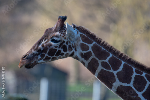 Photography giraffe head close up in the zoo