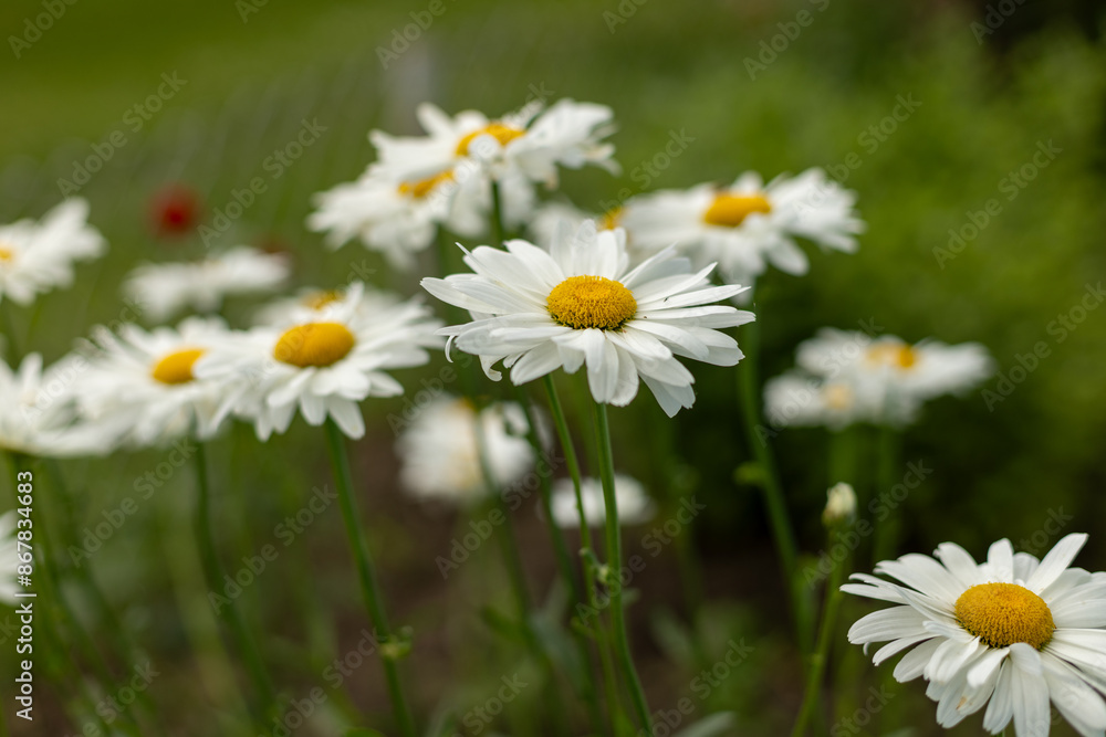 Big chamomile flower in the meadow. Yellow and white flower. Big chamomile flower in the meadow. Yellow and white flower.