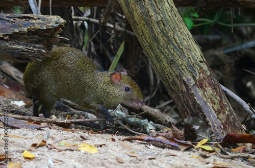 Obraz na płótnie A Central American Agouti (Dasyprocta punctata) feeding, shot in Yucatan, Mexico. w salonie