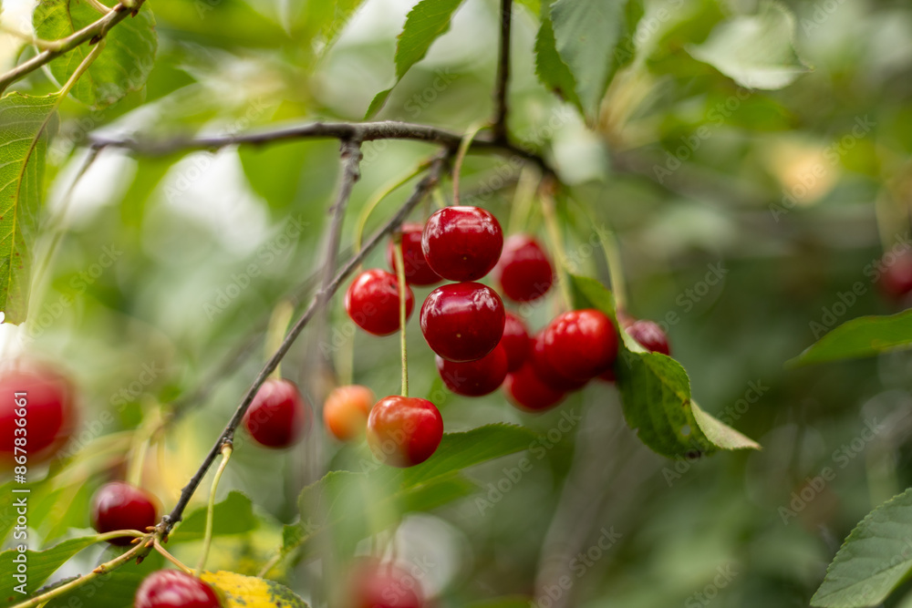 bunches of cherries ripen on a tree branch.