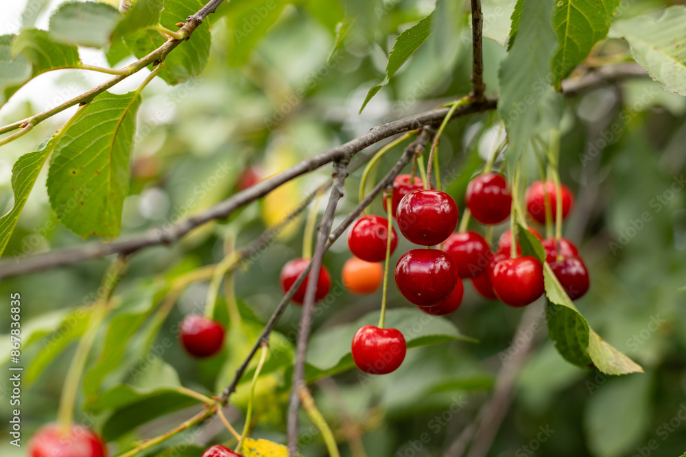 bunches of cherries ripen on a tree branch. bunches of cherries ripen on a tree branch.