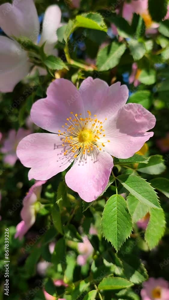 Pink rosehip flower on bush on sunny summer day. Blooming rosehip. Pink petals with many yellow stamens of blooming flower rosehip on a bush branch with green leaves. Natural sunlight. Nature Vertical Pink rosehip flower on bush on sunny summer day. Blooming rosehip. Pink petals with many yellow stamens of blooming flower rosehip on a bush branch with green leaves. Natural sunlight. Nature Vertical