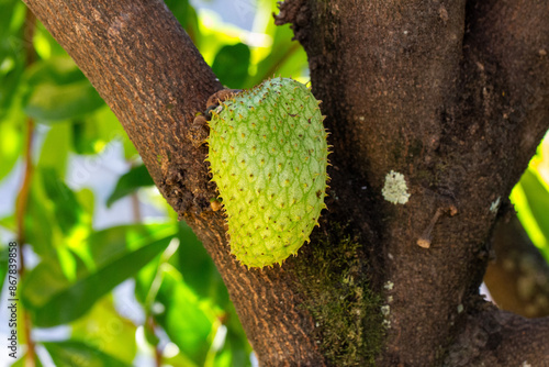 Graviola (Annona muricata). Árvore com fruto	 photo