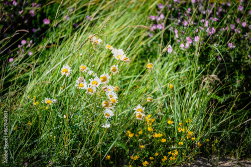 Just Flowers