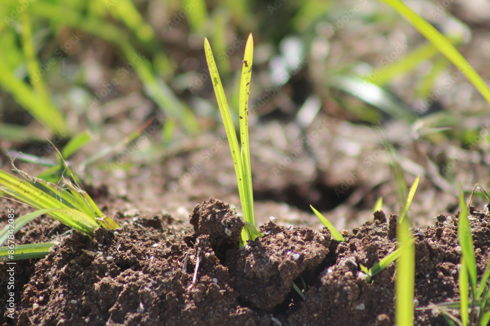 green leaves rising from the earth. leaves on the ground. details of nature. leaf with blurred background. plant with selective focus. green leaves rising from the earth. leaves on the ground. details of nature. leaf with blurred background. plant with selective focus.