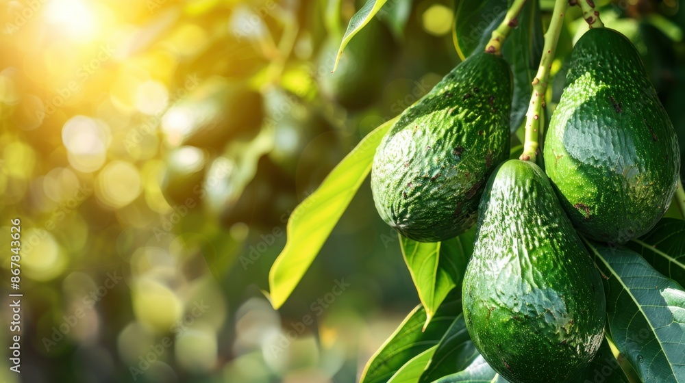 green Hass Avocados fruit hanging in the tree. Bunch of fresh avocados ripening on an avocado tree branch in sunny garden green Hass Avocados fruit hanging in the tree. Bunch of fresh avocados ripening on an avocado tree branch in sunny garden