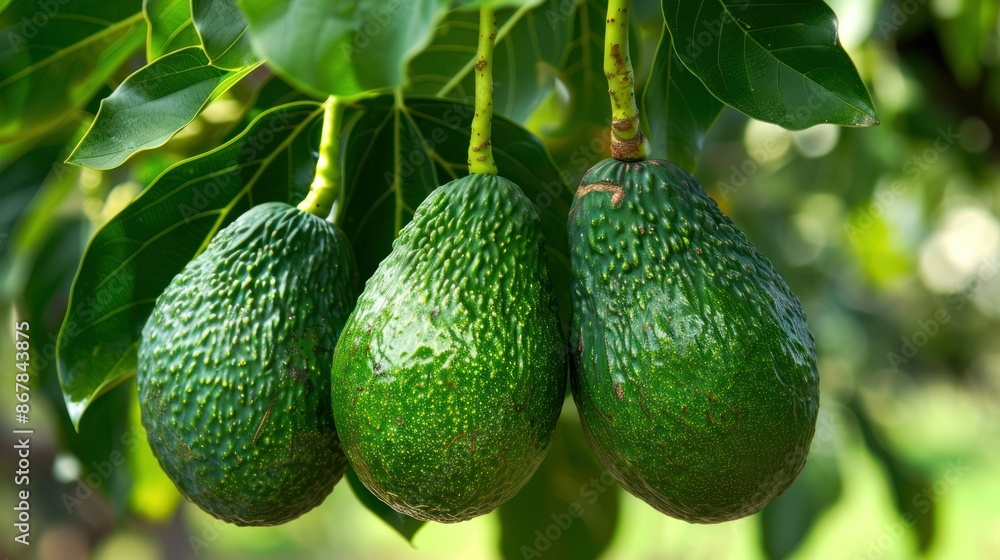 green Hass Avocados fruit hanging in the tree green Hass Avocados fruit hanging in the tree