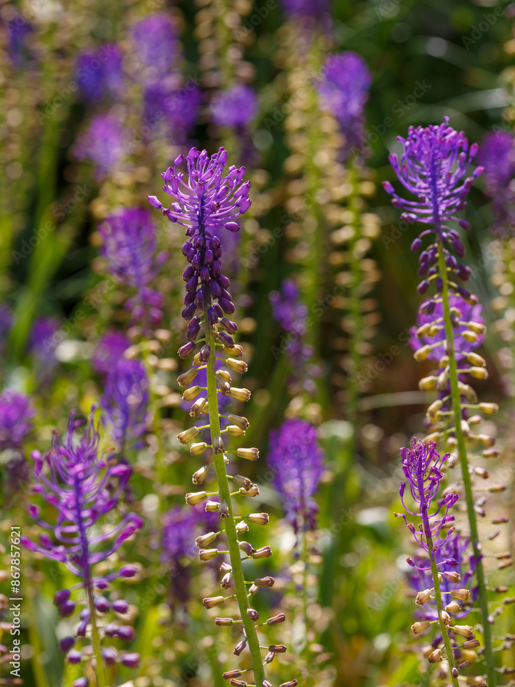 Naklejka premium Leopoldia comosa or Muscari comosum in summer garden.jpg, Leopoldia comosa or Muscari comosum in summer garden