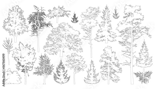 Set of coniferous and deciduous trees for architecture and landscape design, line drawing, contour. Vector illustration