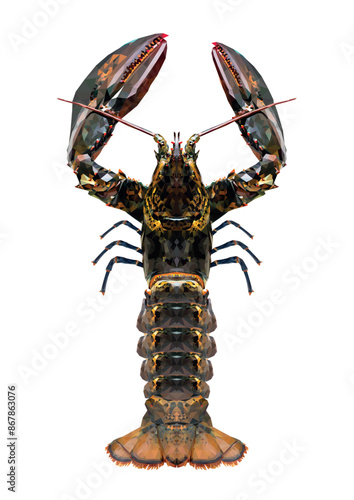 Geometric Lobster