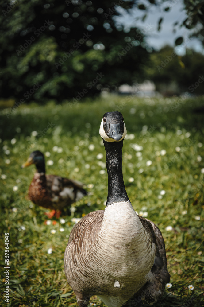 Fototapeta premium Geese on green grass looking at camera