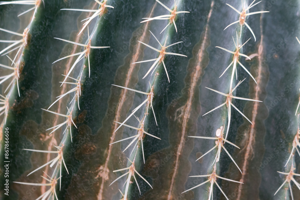 Cactus needles close-up, green succulent close-up, cactus texture, natural background Cactus needles close-up, green succulent close-up, cactus texture, natural background