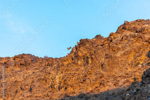 Young ibexes play in the gesture formations of the Yolyn am gorge at sunset. look closely to discover them all photo