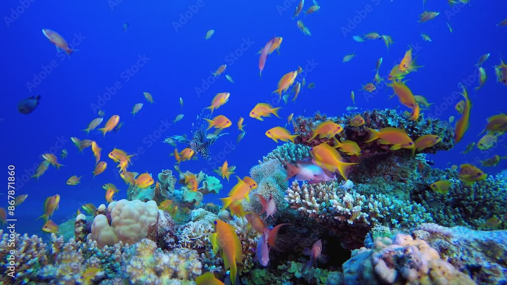 Marine Underwater Coral Garden. Underwater happy orange fish. Underwater colourful sea fish. Colourful tropical coral reef. Soft and hard corals. Reef coral scene. Marine Underwater Coral Garden. Underwater happy orange fish. Underwater colourful sea fish. Colourful tropical coral reef. Soft and hard corals. Reef coral scene.