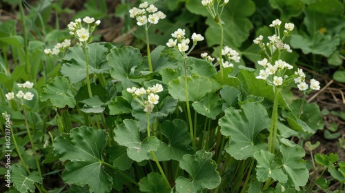 Wallpaper Mural Wild radish plant with cream white flowers blooms in early spring or mid winter Torontodigital.ca